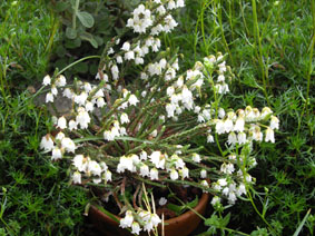 Cassiope 'Randle Cooke'